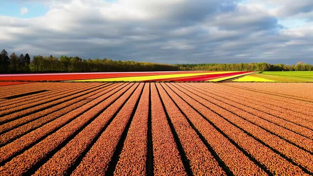 A tulip field in the Netherlands