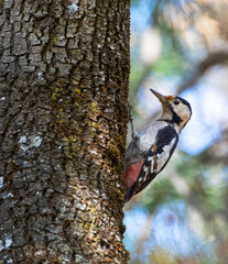 Syrian Woodpecker, Dendrocopos syriacus