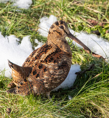 Eurasian Woodcock, Scolopax rusticola