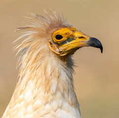Egyptian Vulture, Neophron percnopterus
