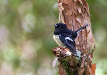 South Island Tomtit, Petroica macrocephala macrocephala