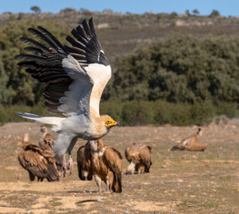 Egyptian Vulture, Neophron percnopterus