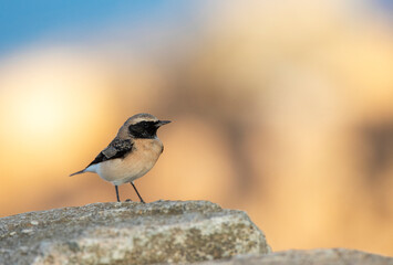 Pied Wheatear, Oenanthe pleschanka