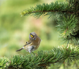 Goldcrest, Regulus regulus
