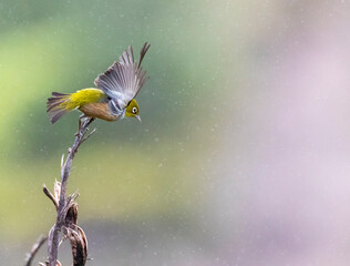 Silvereye, Zosterops lateralis lateralis
