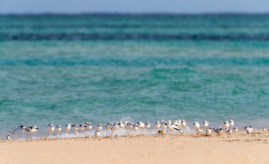 Crab Plover, Dromas ardeola