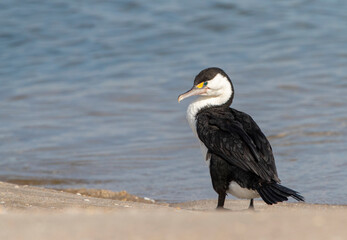Australian Pied Cormorant, Phalacrocorax varius varius