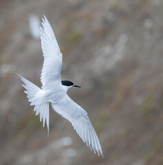White-fronted Tern, Sterna striata striata