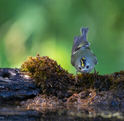 Goldcrest, Regulus regulus