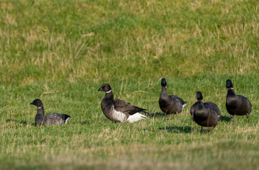 Black Brant, Branta nigricans
