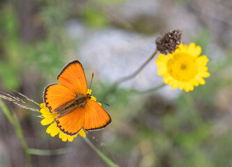 Scarce Copper, Lycaena virgaureae