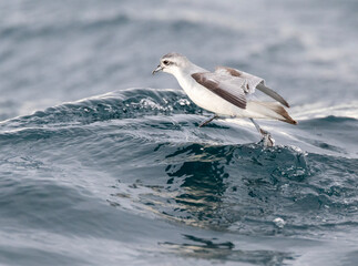 Fairy Prion, Pachyptila turtur