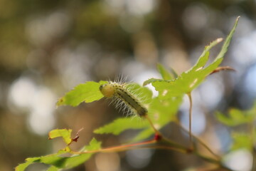 上石津多良公園の毛虫と葉っぱ