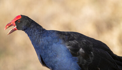 Australasian Swamphen, Porphyrio melanotus