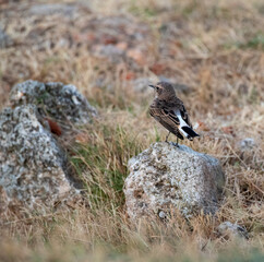 Pied Wheatear, Oenanthe pleschanka
