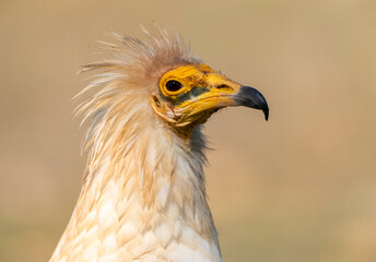 Egyptian Vulture, Neophron percnopterus