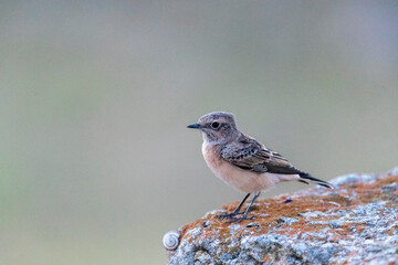 Pied Wheatear, Oenanthe pleschanka