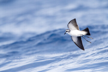 White-faced Storm-Petrel, Pelagodroma marina