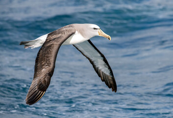 Salvin's Albatross, Thalassarche salvini