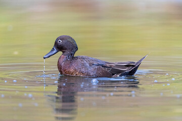 Brown Teal, Anas chlorotis