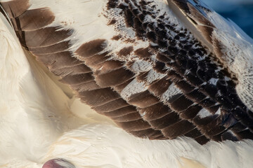 Gibson's Albatross, Diomedea gibsoni