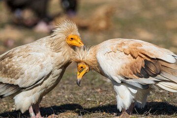 Egyptian Vulture, Neophron percnopterus