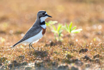 Double-banded Plover, Charadrius bicinctus bicinctus
