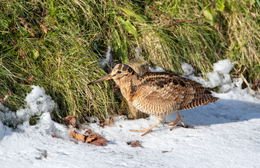 Eurasian Woodcock, Scolopax rusticola