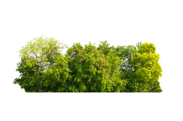 group green tree isolate on white background. Cutout tree line. Row of green trees and shrubs in summer isolated on white background. ForestScene. High quality clipping mask.