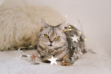 A cute cat of the Scottish straight cat breed sits on a bed. Good New Year spirit. Ready postcard....