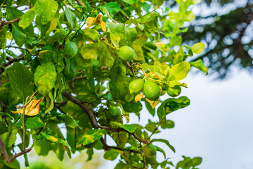 A green lime fruits on a tree branch - selective focus