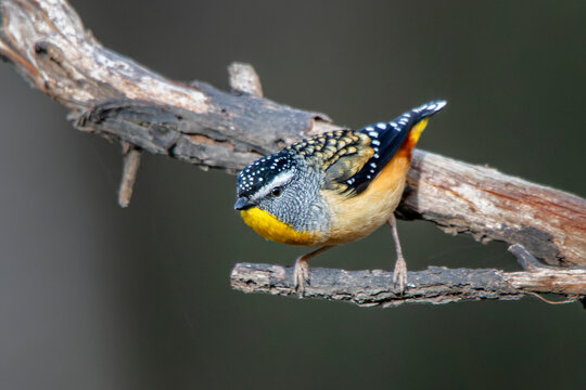 Male Spotted Pardalote, Woodlands Historic Park,