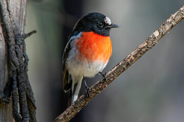 Male Scarlet Robin (Petroica boodang), Woodlands Historic Park