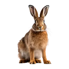 Foto op Aluminium Brown hare. Isolated on transparent background. © Creative Haven