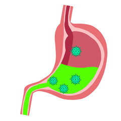 Stomach icon and stomach illustration