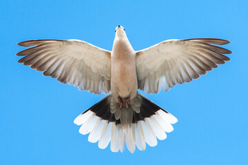 Eurasian Collared Dove, Streptopelia decaocto