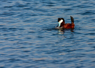 Ruddy Duck, Oxyura jamaicensis jamaicensis