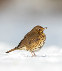 Song Thrush, Turdus philomelos