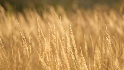 Fototapeta premium Dry grass field in autumn. Yellow grass sways in the wind. Wild grass field