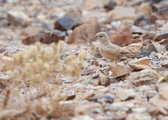 Bar-tailed Lark, Ammomanes cincrura