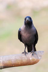 House Crow, Corvus splendens splendens
