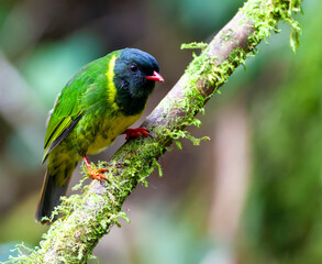 Green-and-black Fruiteater, Pipreola riefferii