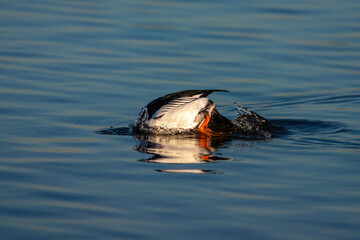 Common Goldeneye, Bucephala clangula