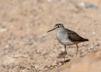 Wood Sandpiper, Tringa glareola
