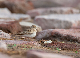 Greater Short-toed Lark, Calandrella brachydactyla