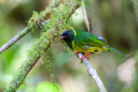 Green-and-black Fruiteater, Pipreola riefferii