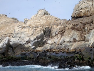 South American sea lion, Otaria flavescens