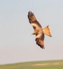 Red Kite, Milvus milvus