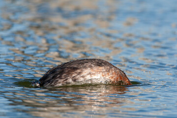 Fototapeta premium Red-necked Grebe, Podiceps grisegena