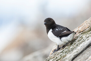Little Auk, Alle alle